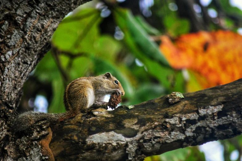 a squirrel sits on a tree nch eating