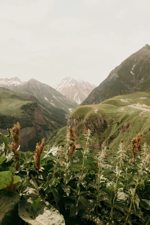 a scenic mountain valley with wild flowers in bloom