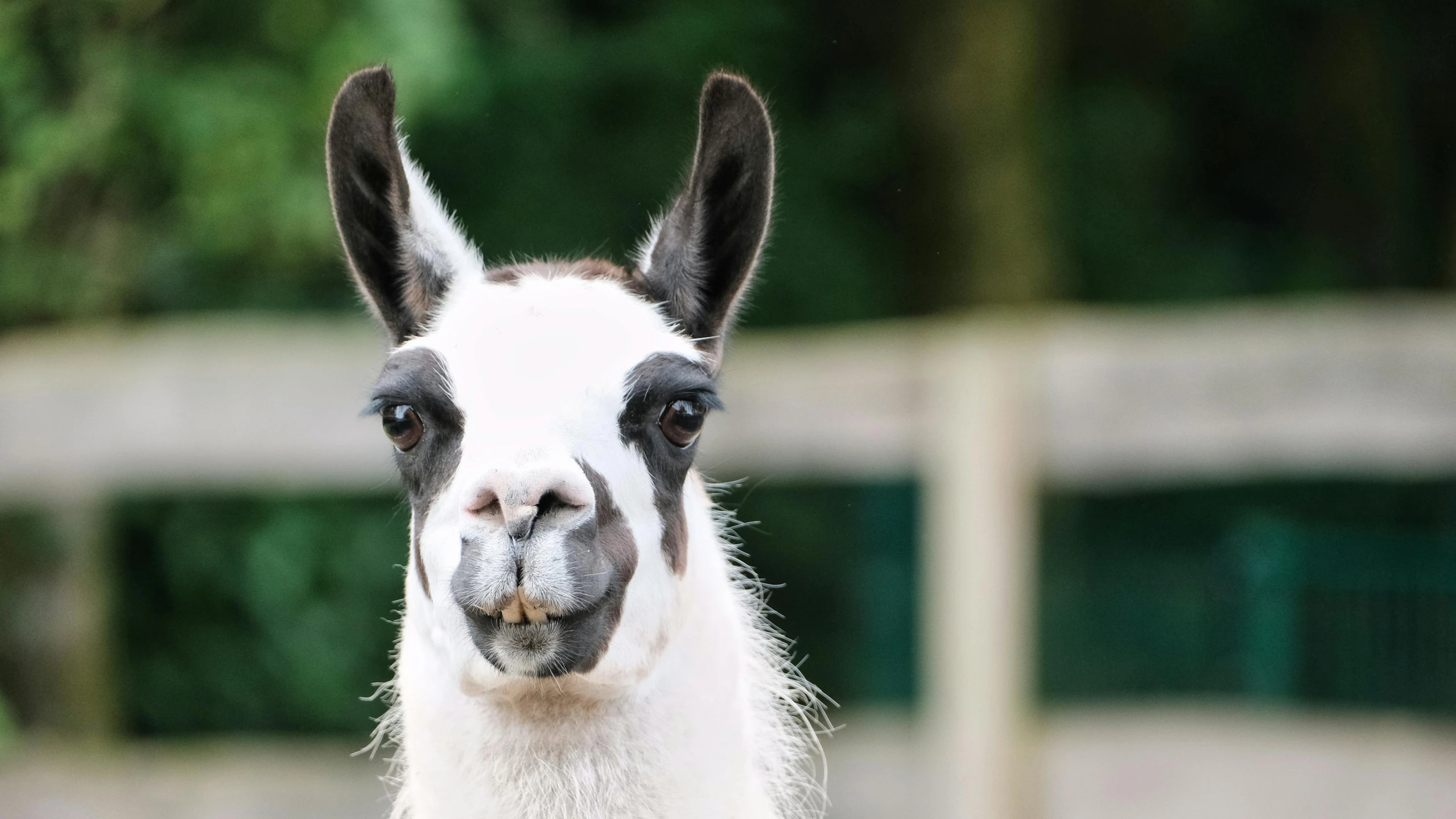 an alpaca with a white and black face and horns