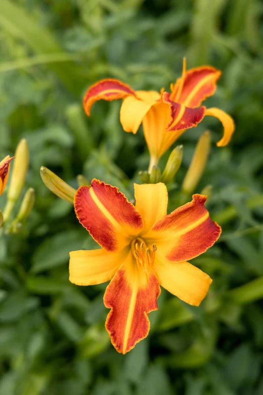 yellow and red flowers in the garden next to greenery