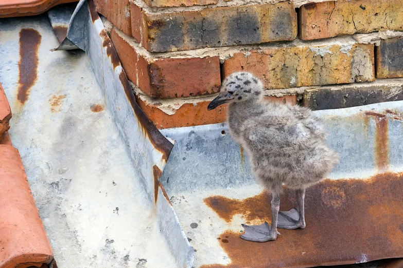 there is a bird that is on top of the roof