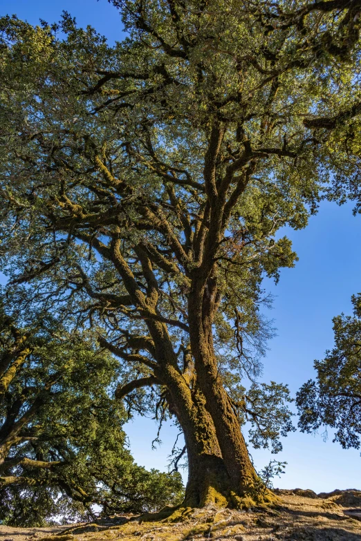 a couple of large trees in the middle of nowhere