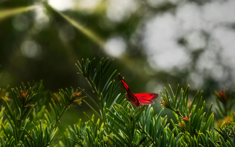 a red bird is standing in some pine trees