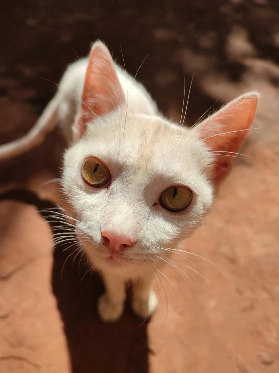 a white cat with green eyes is sitting down