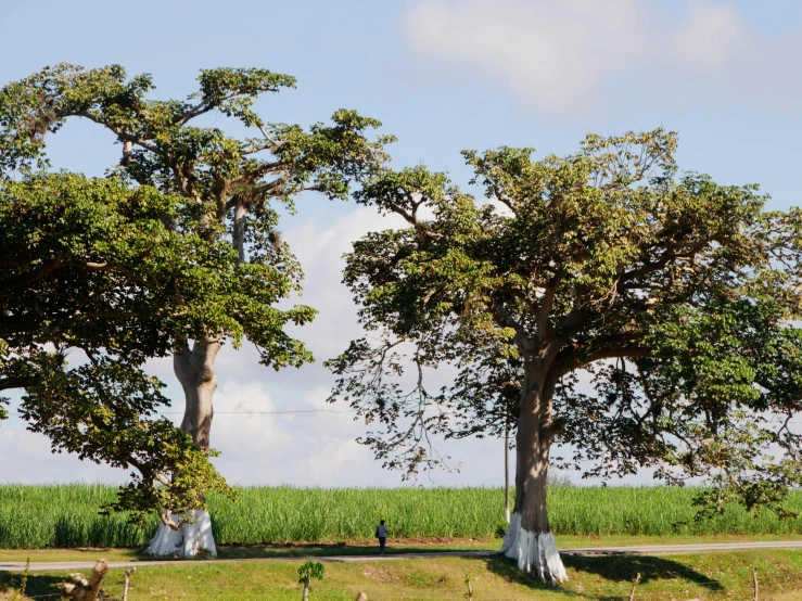 two giraffe standing next to each other near a grassy area