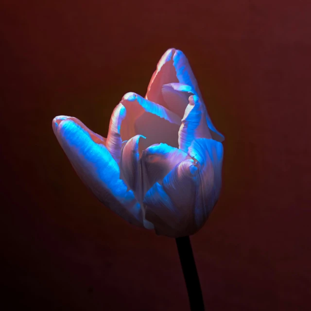 a single blue flower that is standing alone