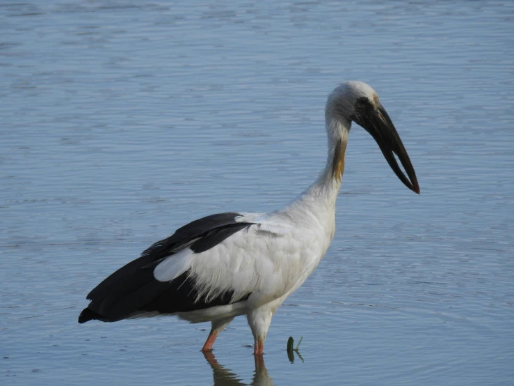 a close up of a bird on the water