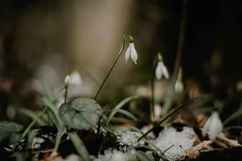 a group of small white flowers growing in the grass