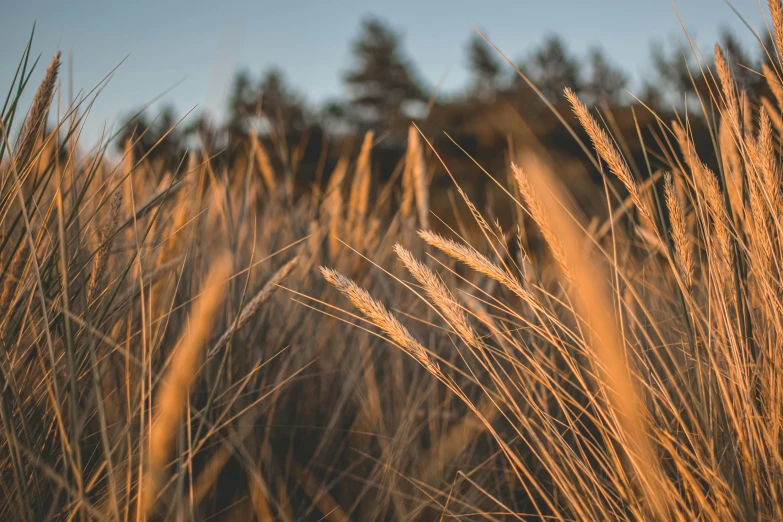 tall grasses blowing in the wind in the field