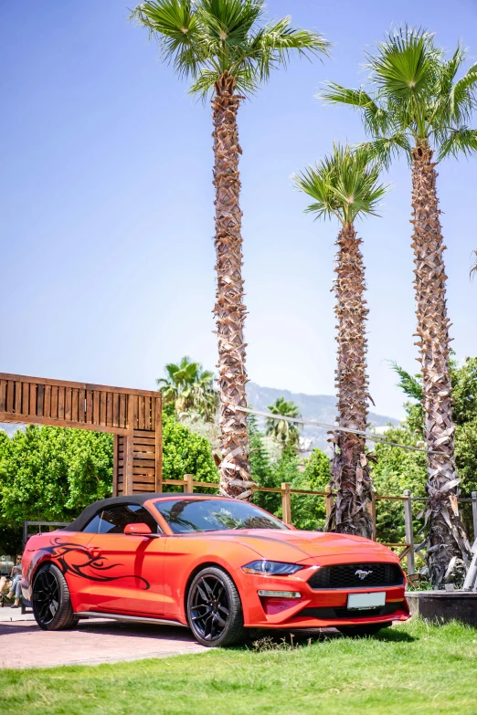 a car is parked beside some palm trees