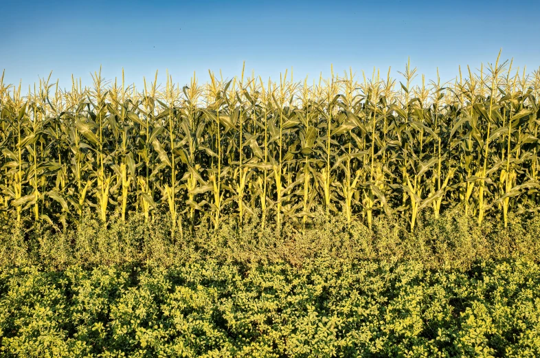 many bushes with yellow flowers in the foreground and one tree with bright yellow foliage