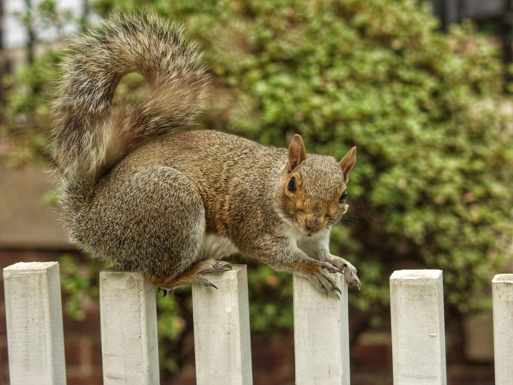 a squirrel on the top of a white picket fence