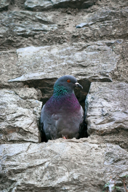 this is an image of a purple bird with a blue head