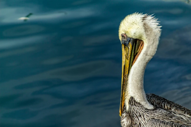 a close up of a bird in the water