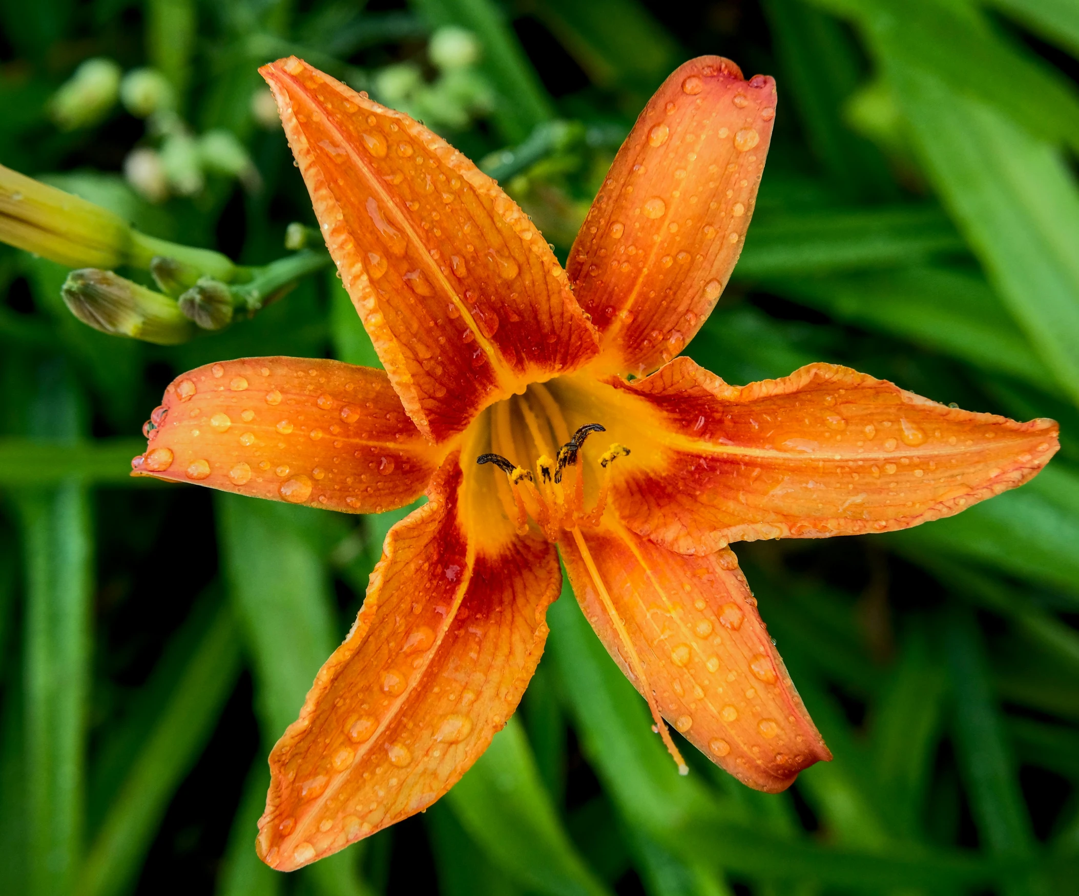 a close up of a flower with water drops