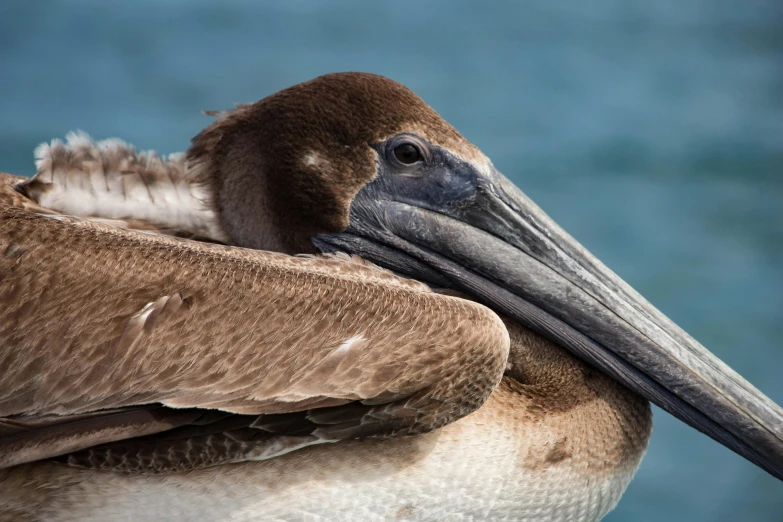 the head of a bird that has a brown bill