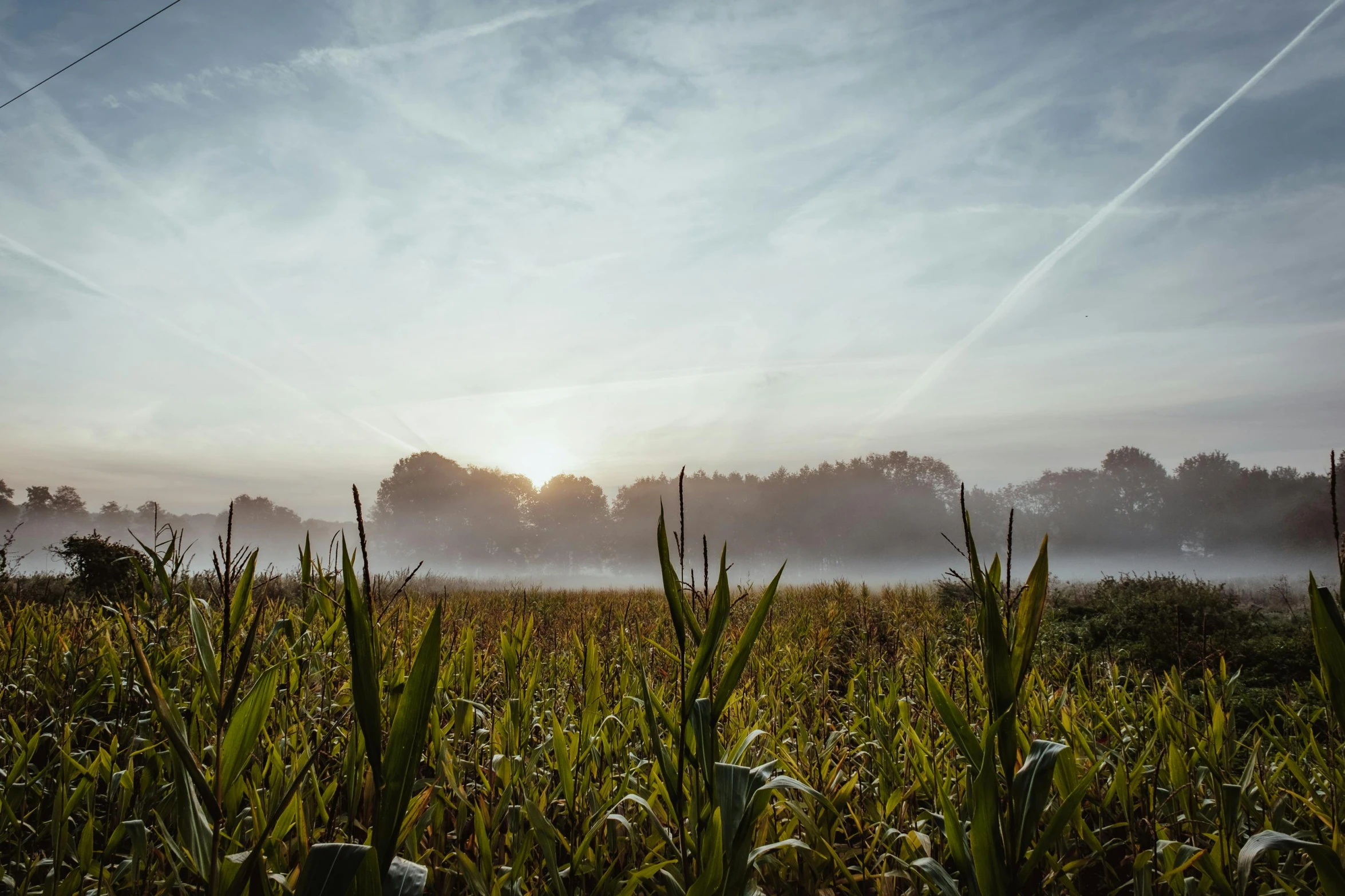 a field with some grass and wires attached to it