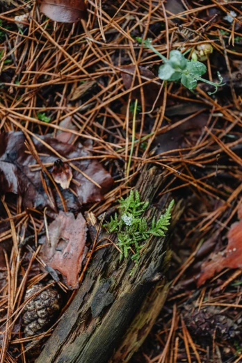 small green plant growing between brown and brown pine needles