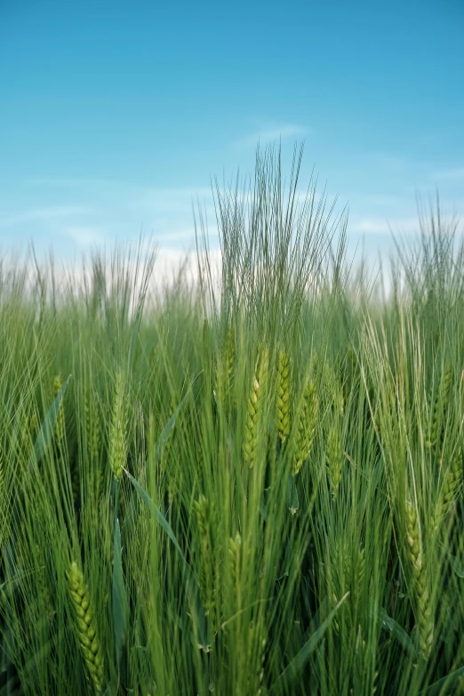 a large field with lots of tall green plants