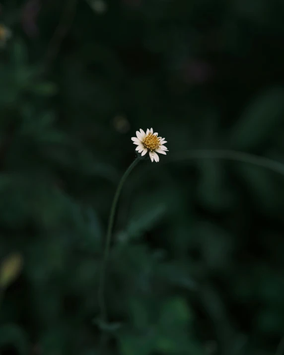 white flower with yellow center near black background