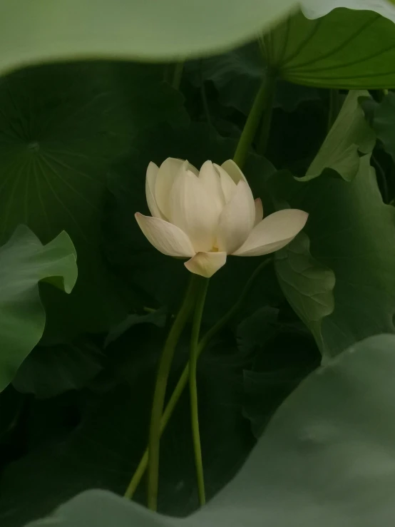 there is a white flower that is in the middle of green leaves