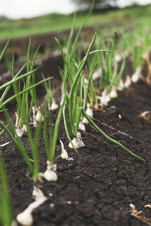 a row of garlic plants growing in soil