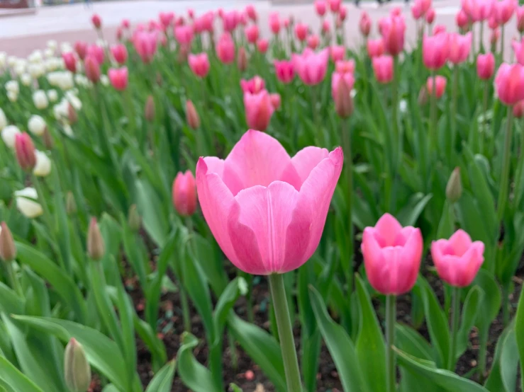 a bed of pink and white tulips growing next to each other