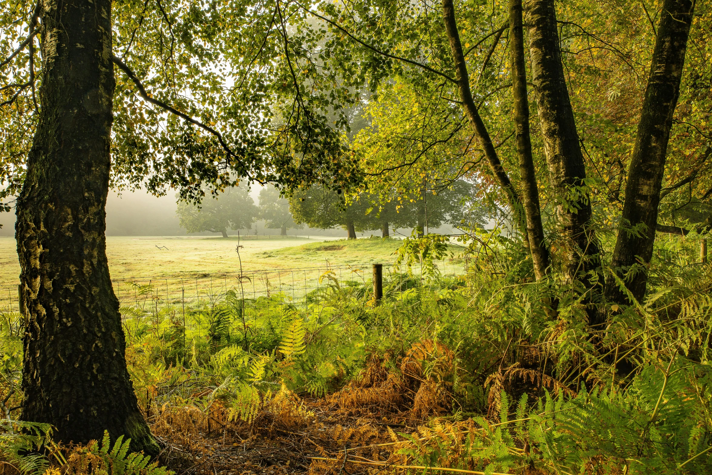 an empty grassy field with tall trees near by