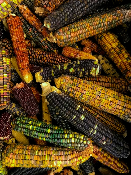 a large group of corn is shown in this pograph