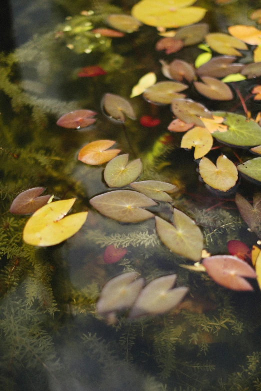 many green leaves floating on the water with grass