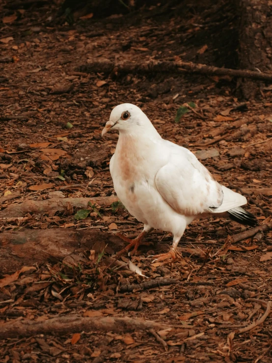 a white bird sitting on the ground