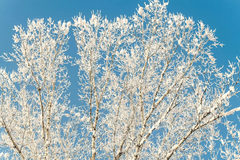 a beautiful white tree against a blue sky