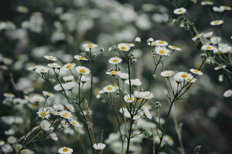 some daisies that are growing in the grass