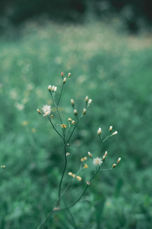 a green grass and dirt covered ground with flowers