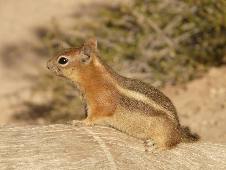 a small rodent sits on top of a rock