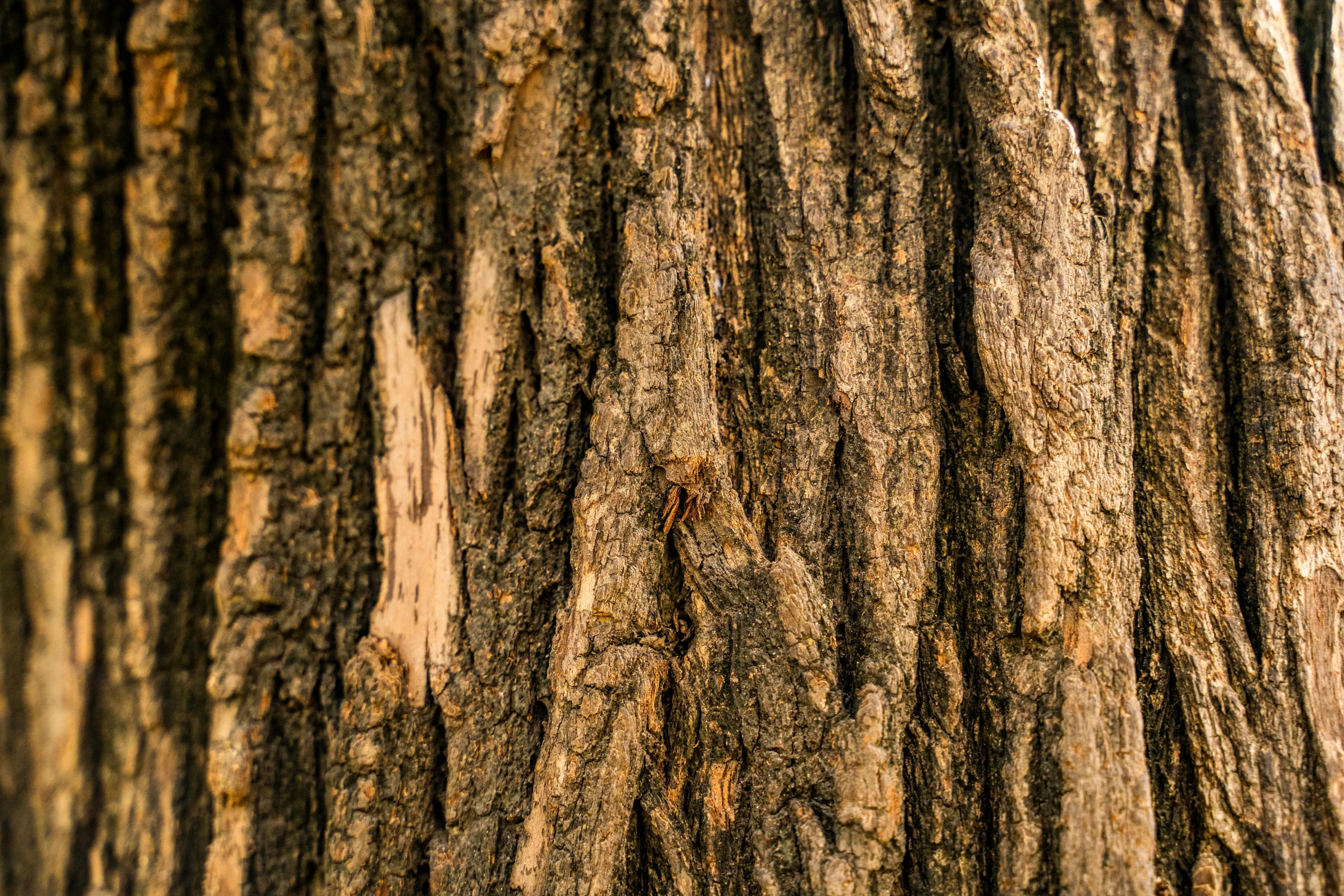 the bark on this tree is peeling from it