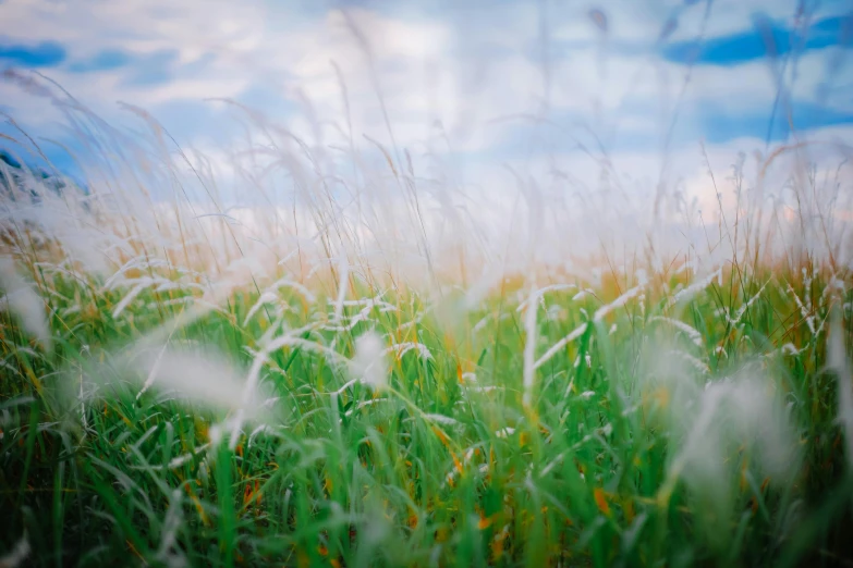 the field is full of tall grasses in the sunlight