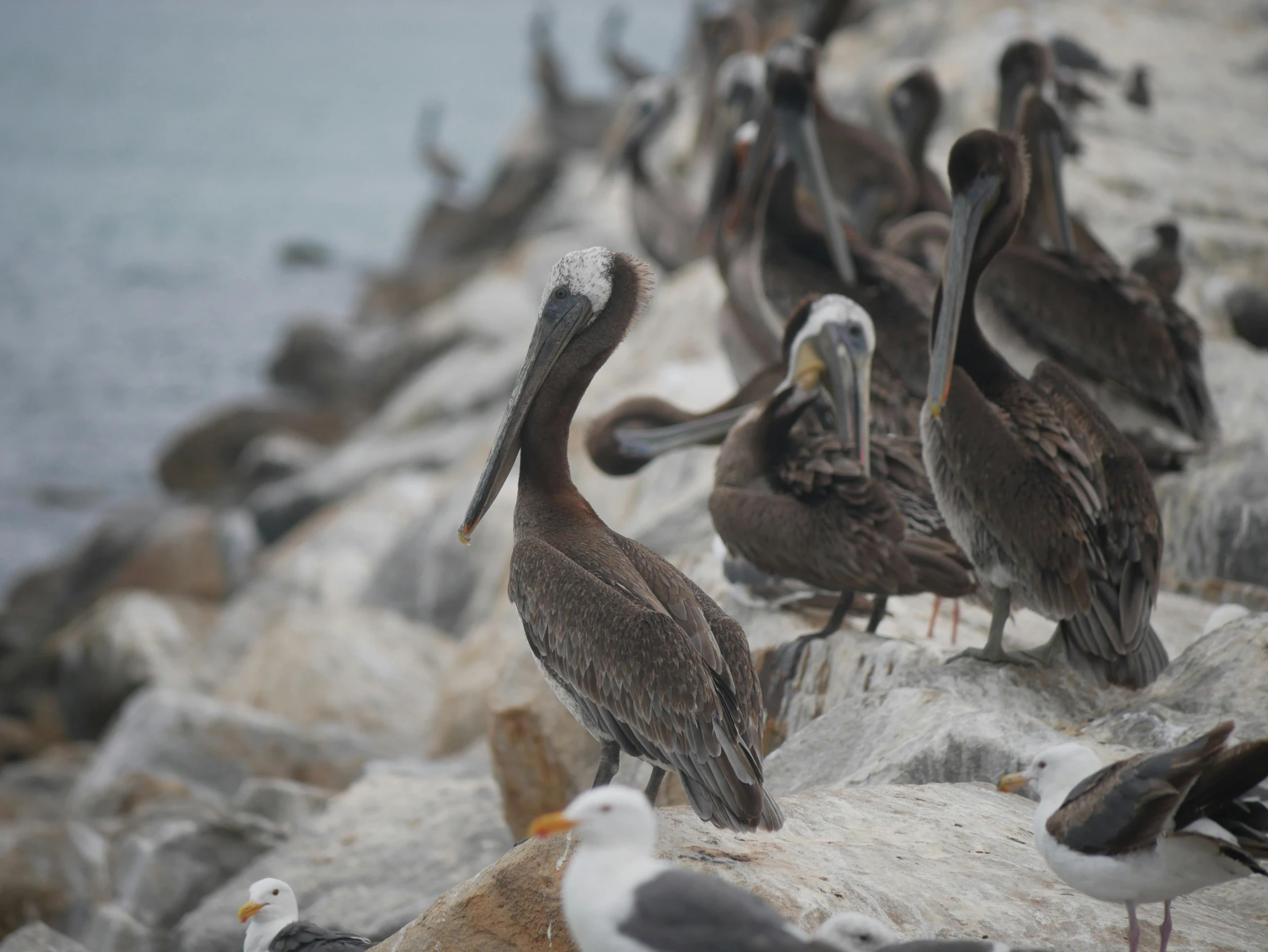 there are many birds that can be seen at the beach