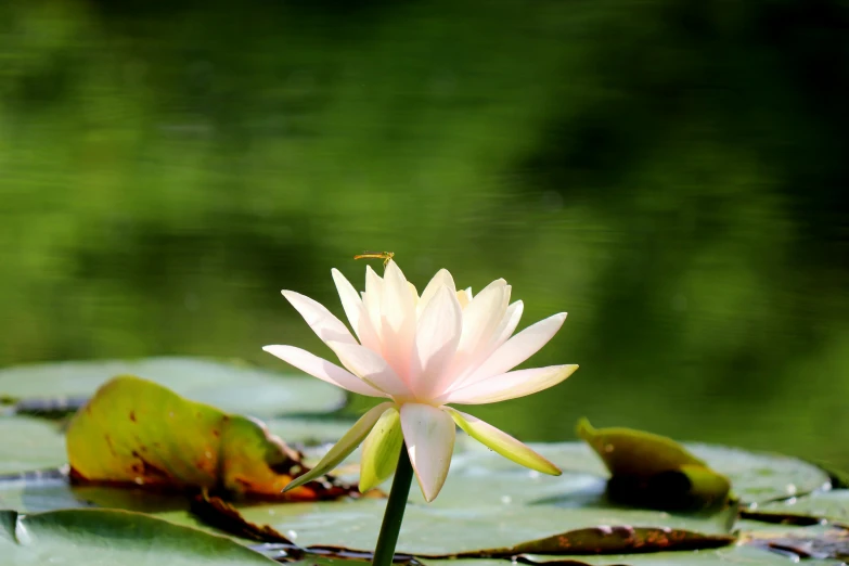 a small lotus flower that is next to some water lilies