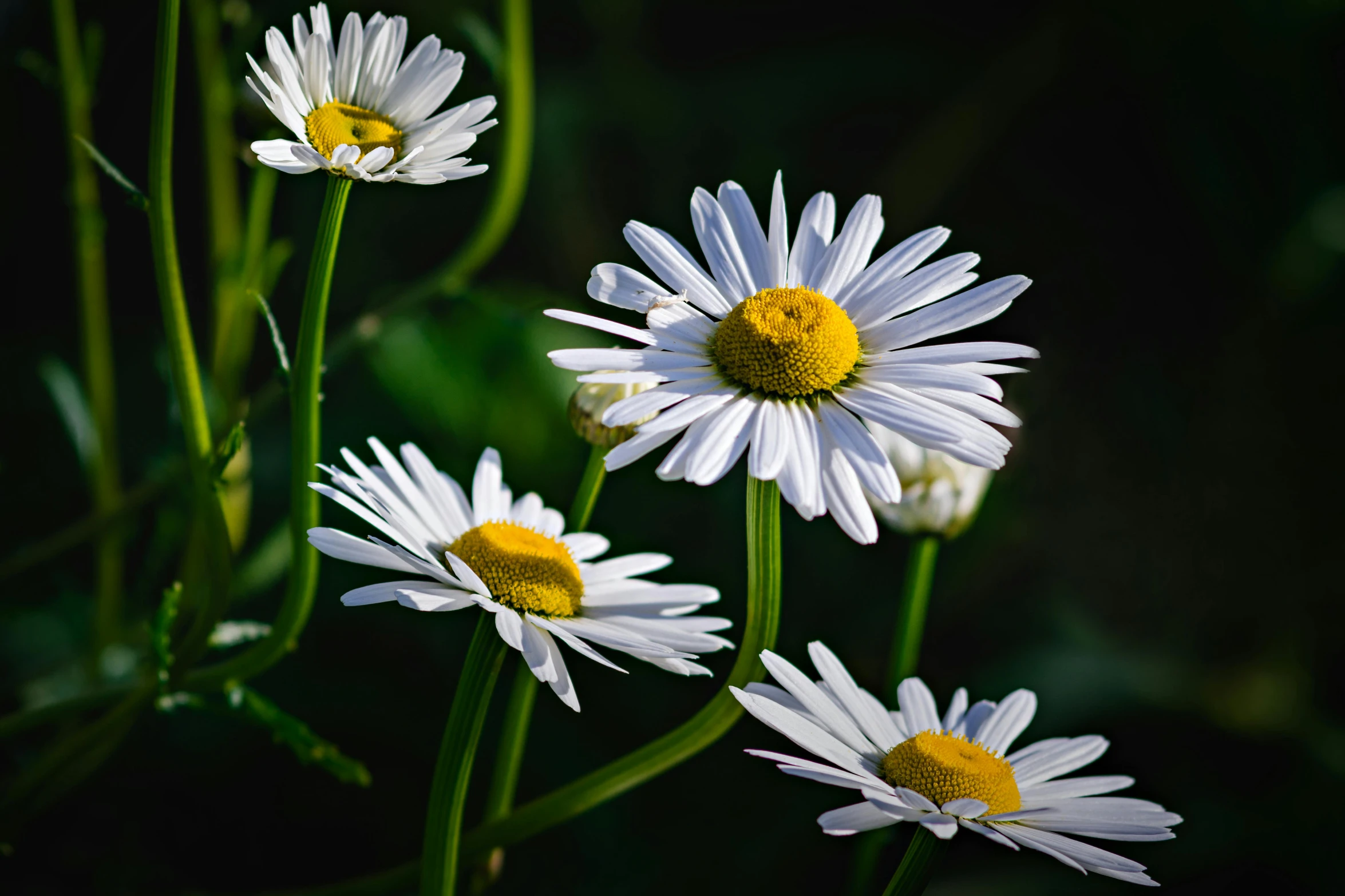 a group of white flowers that are growing in the grass