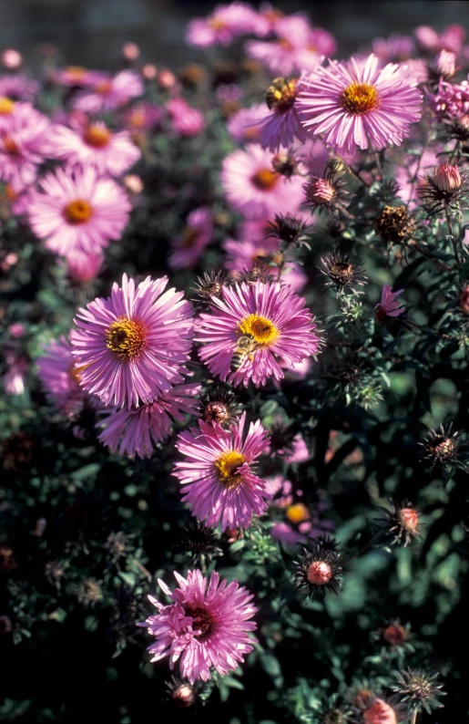 pink daisies with yellow centers are growing outdoors