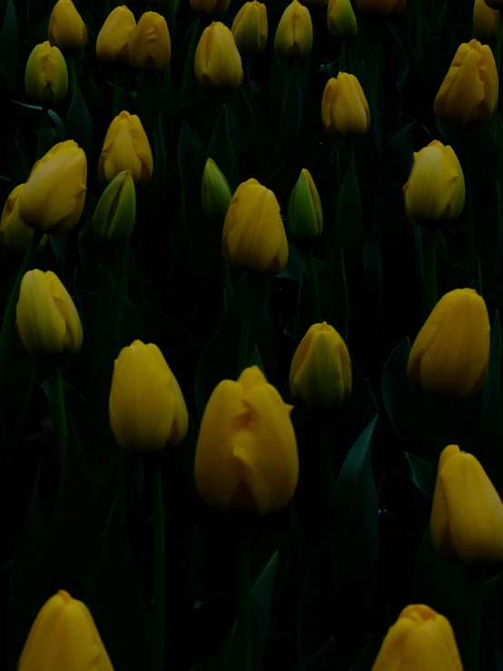 a large field of flowers with green stems