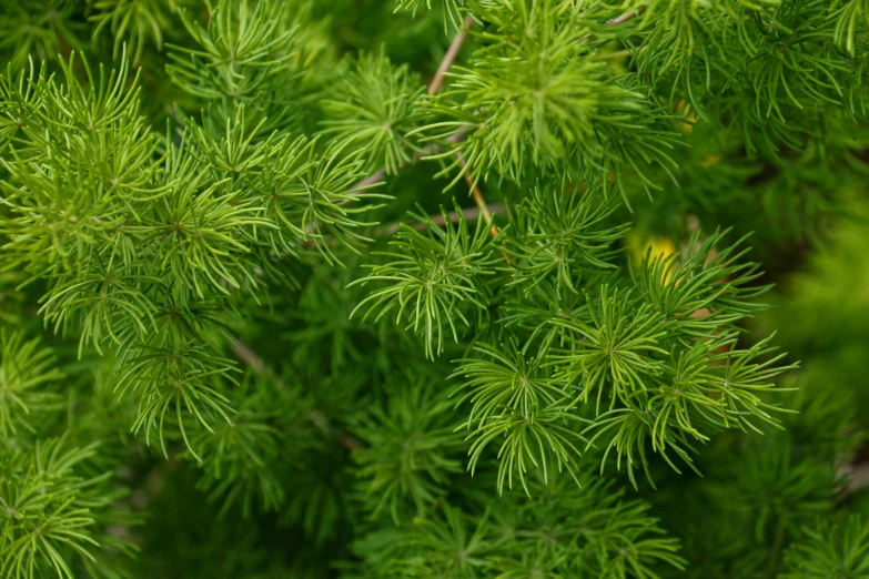 a very close up view of some green leaves