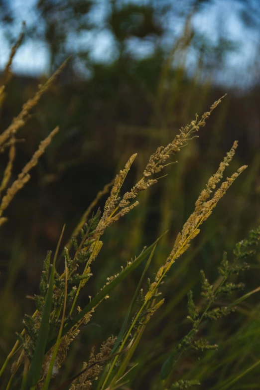 a close up of some tall grass with many green things