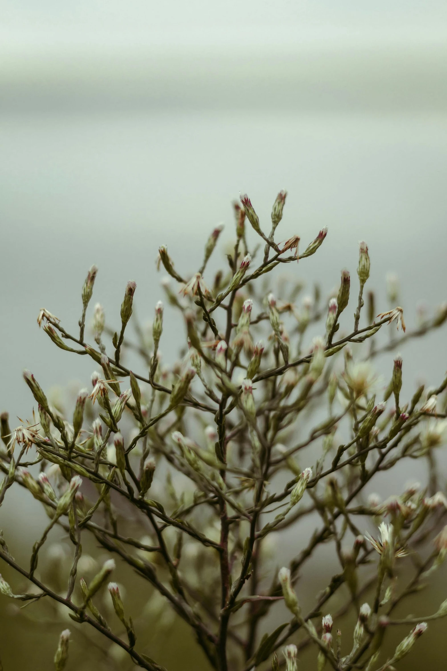 a small tree grows on top of a ledge