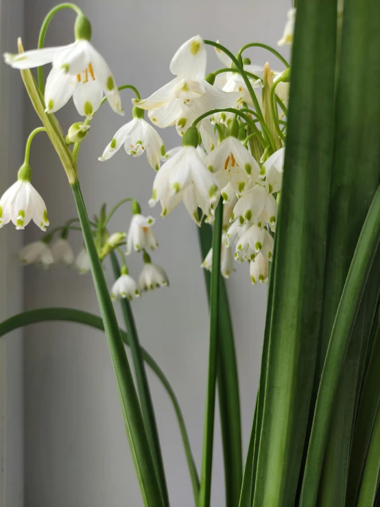 a white and green potted plant with some flowers