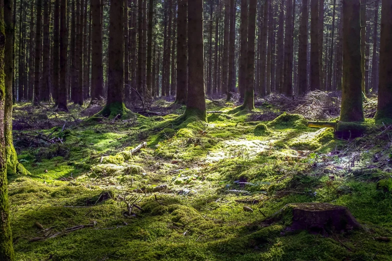 the forest is covered in a lot of green moss