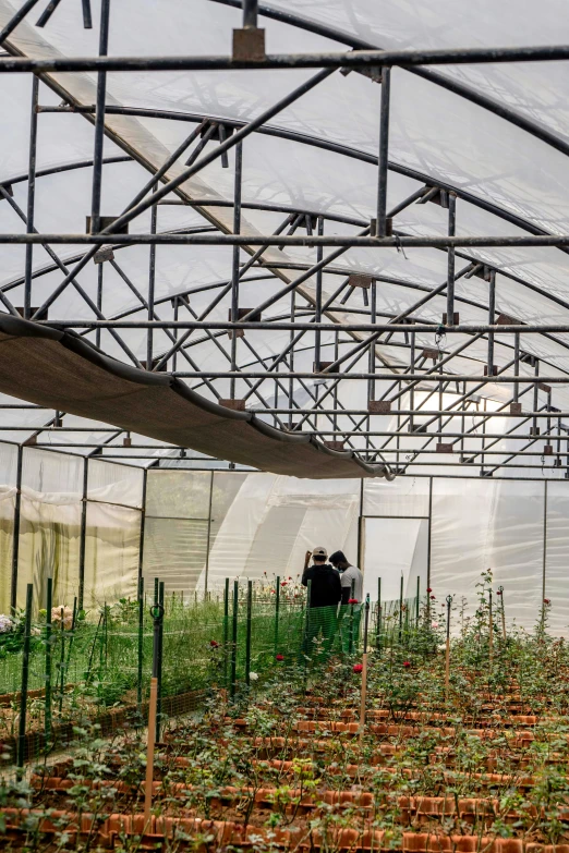 two people in a greenhouse with lots of plants