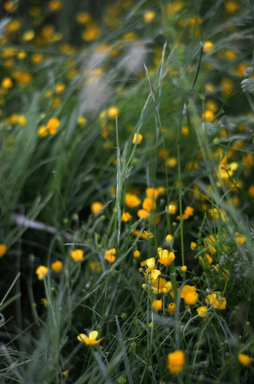 yellow flowers grow in a meadow of tall grass