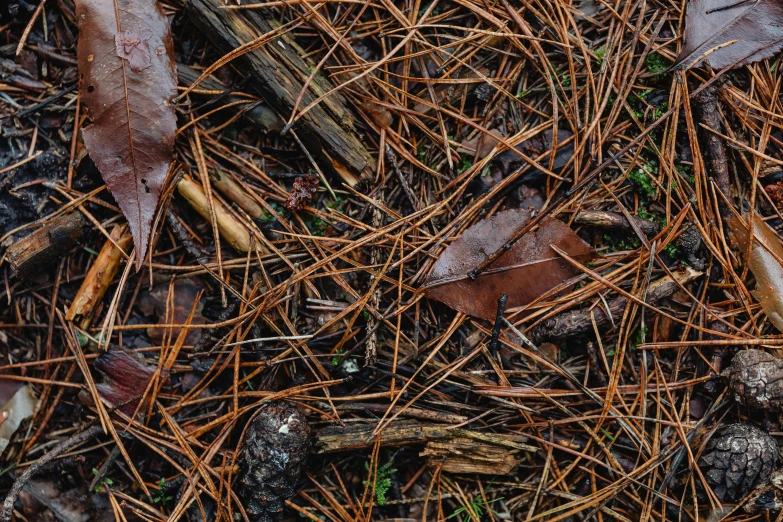 close up picture of dry grass with small tufts